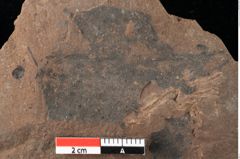Foto (Detailansicht) von Rhytisma pythii Ettingshausen (NHMW-GEO-2024-0188-0080)